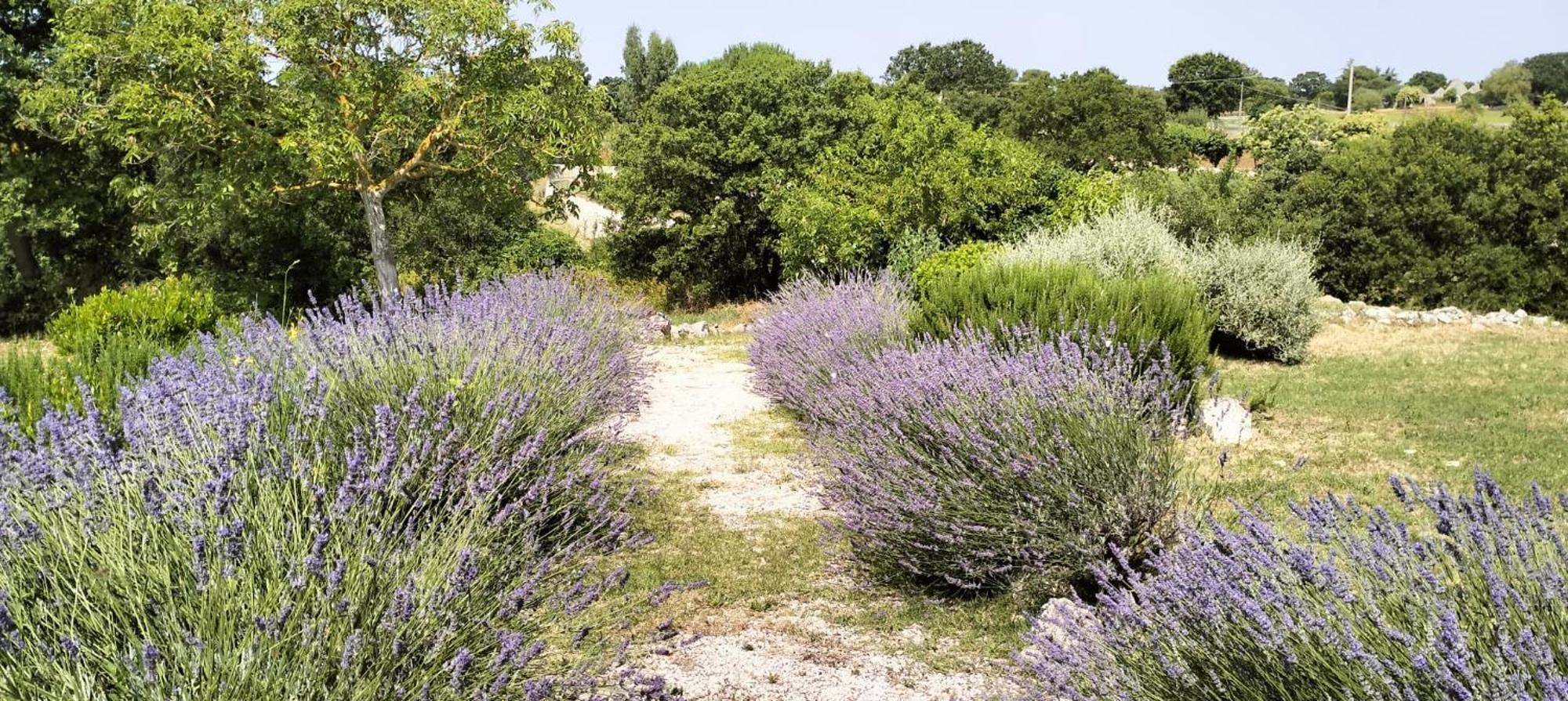 Trullo Dimora Podere Papilio Noci Exterior foto